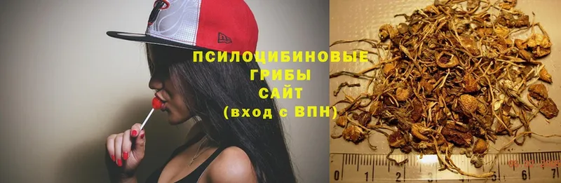 Псилоцибиновые грибы Psilocybe  как найти закладки  Кстово 