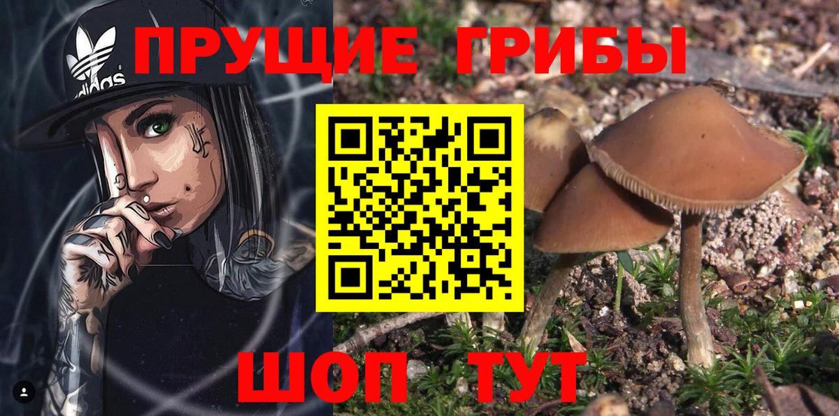 Псилоцибиновые грибы мицелий Кстово